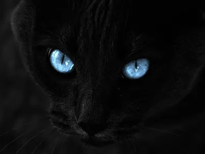 Cute Black Wallpapers