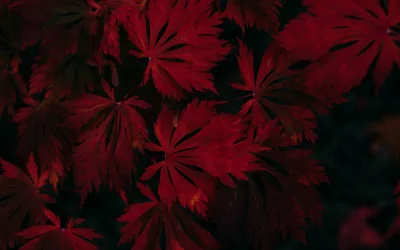 Dark Red Wallpapers