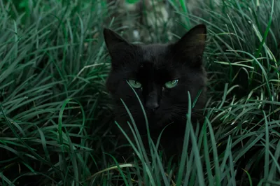 Black Cat Hiding in Tall Grass HD Wallpaper