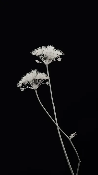 Two Pale Flowers on Black HD Phone Wallpaper