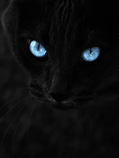 Ice Blue Cat Eyes in the Dark HD Phone Wallpaper