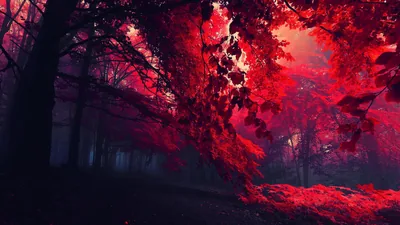 Red Aesthetic