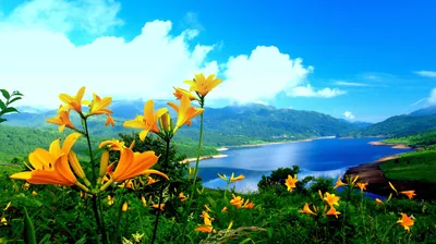 Orange Lilies Above a Mountain Lake HD Wallpaper