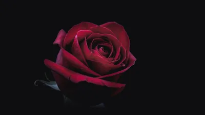Black Rose 3D Wallpapers Black Rose 3D Backgrounds