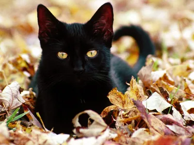 Cute Black Desktop Background