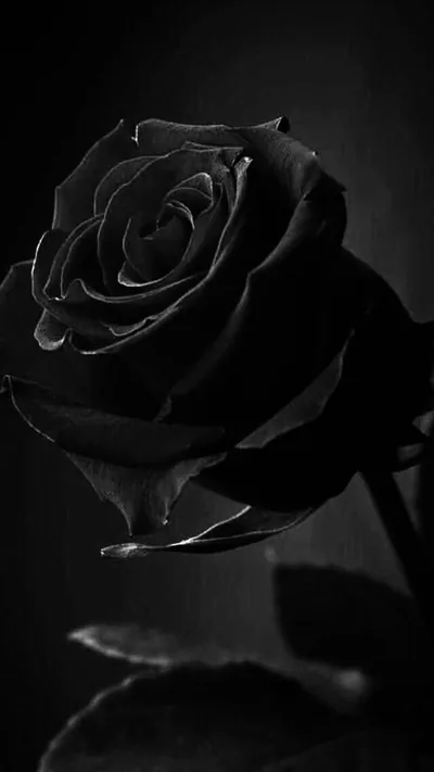 Pin on Roses