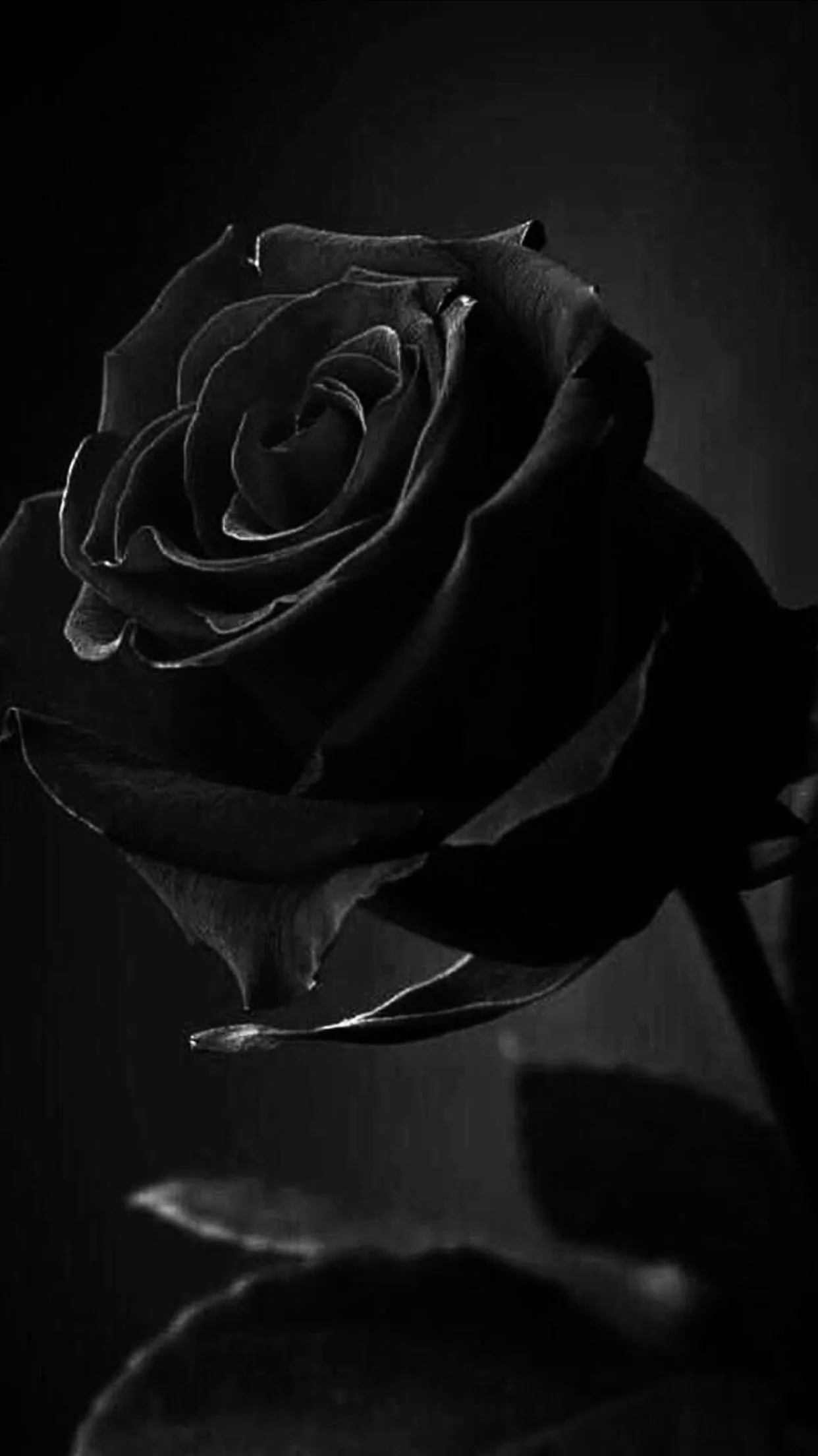 Aesthetic Black Rose Wallpaper With Quotes We provide version