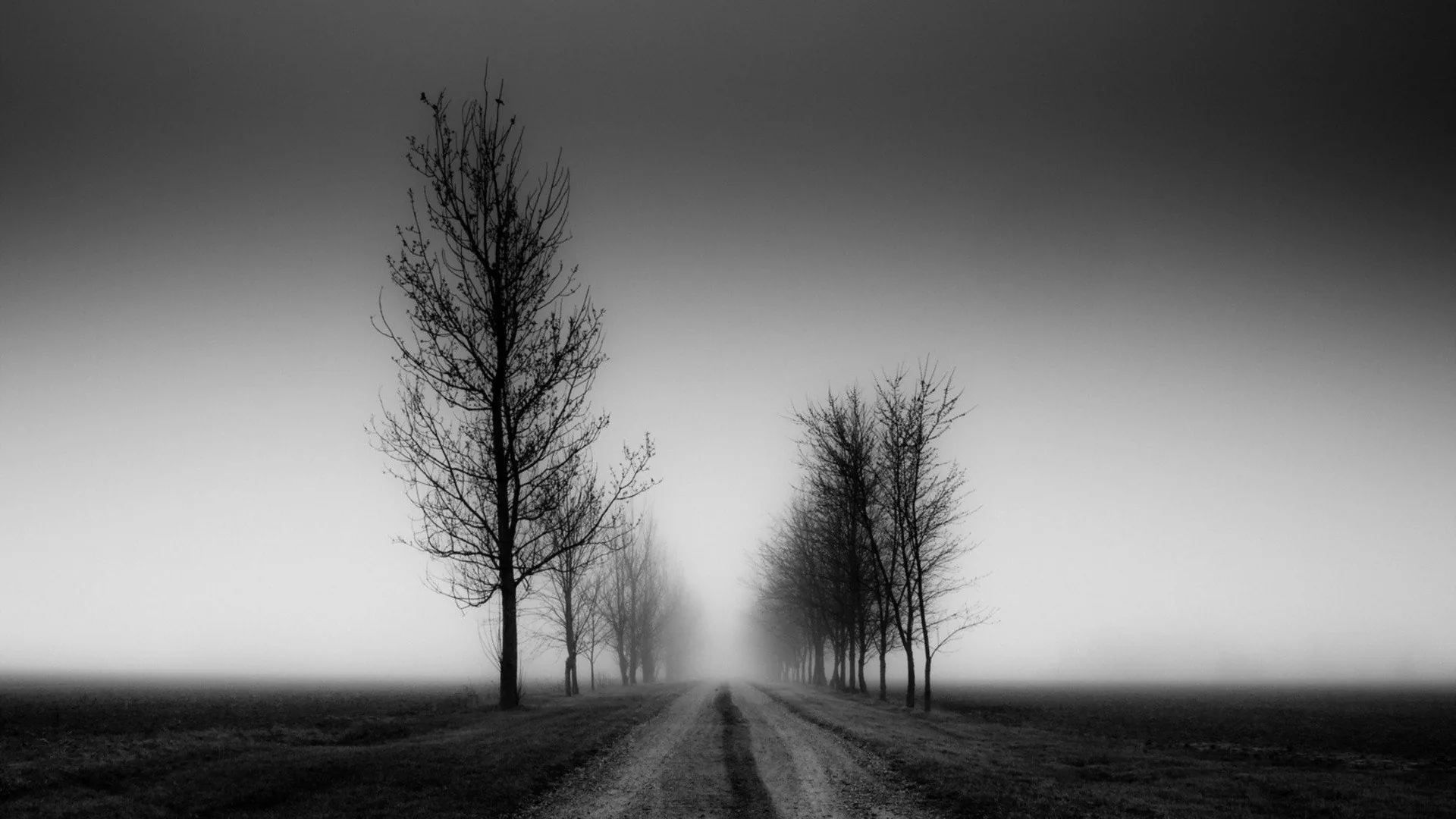 Monochrome HD Wallpaper