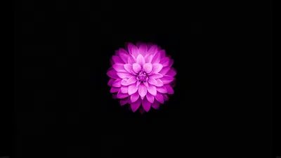Magenta Dahlia on Pure Black HD Wallpaper
