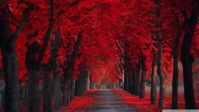 Beautiful Red Desktop Wallpapers Beautiful Red Desktop