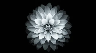 White Dahlia in Monochrome HD Wallpaper