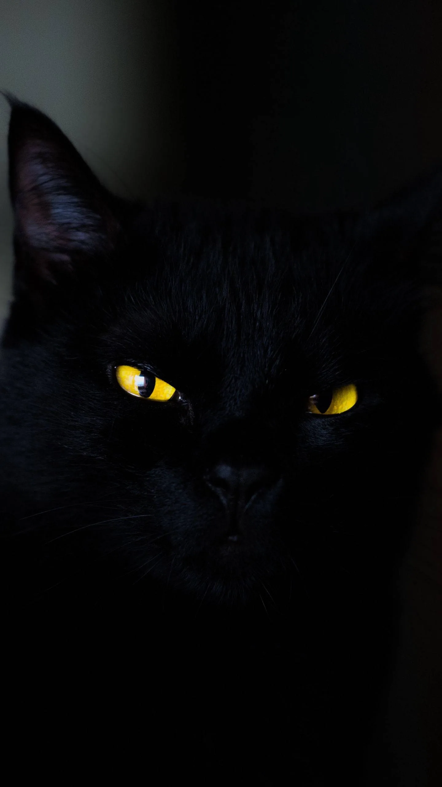Two yellow eyes glow from a black cat almost swallowed by the shadow around it, only the ears and muzzle catching any light.