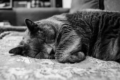 Sleeping Cat in Black and White HD Wallpaper