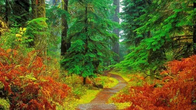 Autumn Forest Path in Red and Green HD Wallpaper