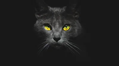 Black Cat with Yellow Eyes in the Dark HD Wallpaper
