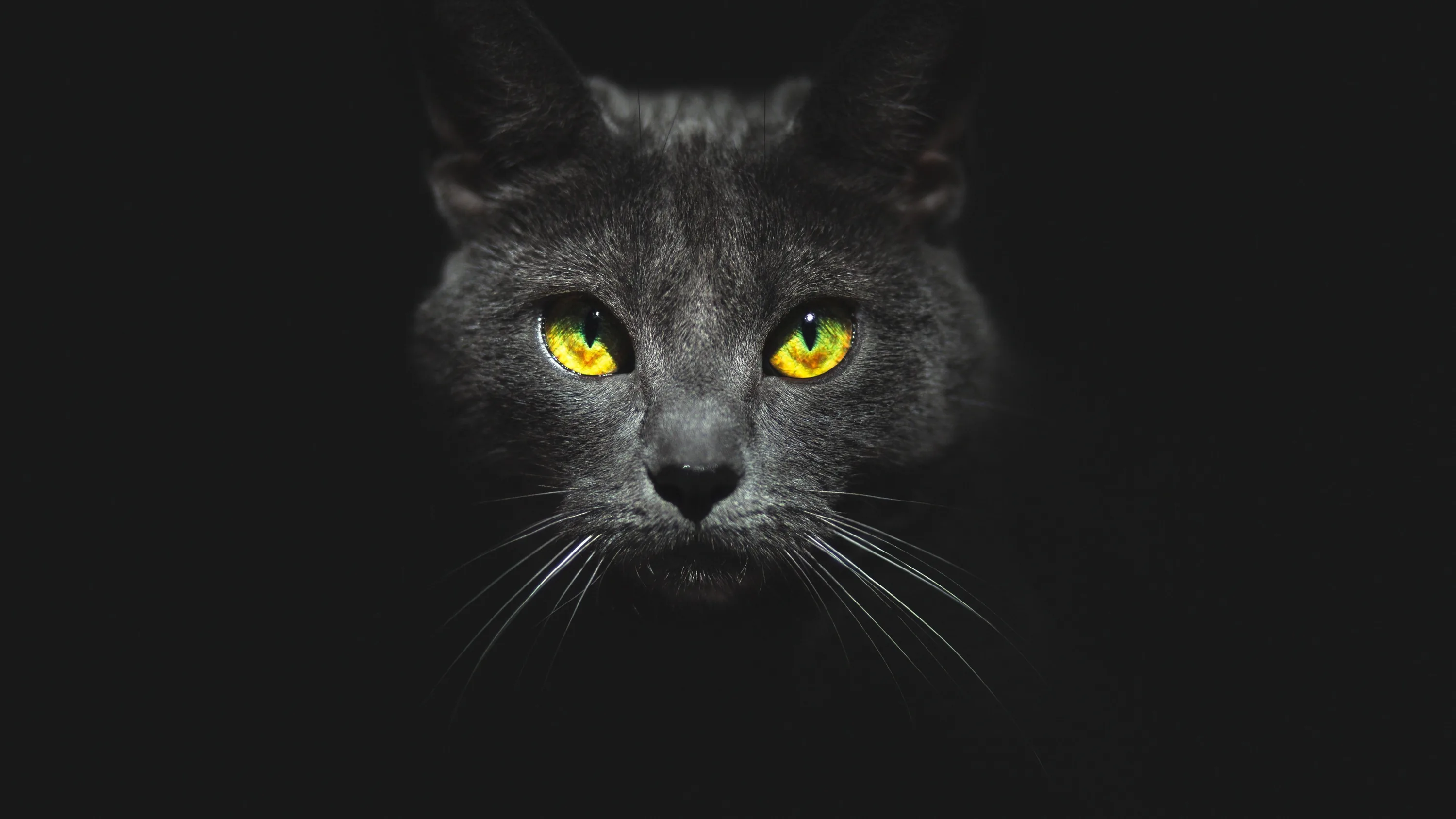 Only the cat's face emerges from the darkness — yellow eyes, a pale nose and a few whiskers — while the rest of the frame stays near-solid black.