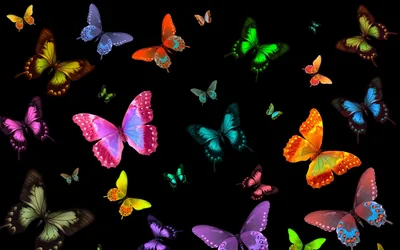 Butterfly Black Backgrounds