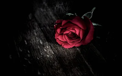 Red Rose on Weathered Dark Wood HD Wallpaper