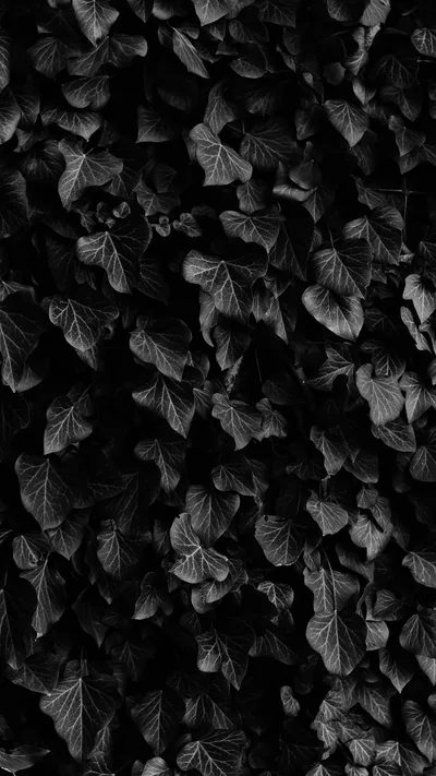 Stunning Black Home Screen Wallpapers for a Minimalist Look