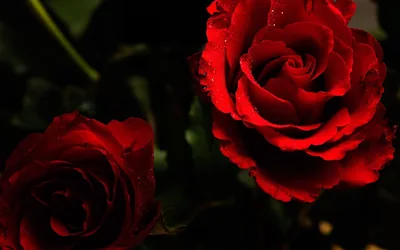 Dark Roses Aesthetic Wallpapers