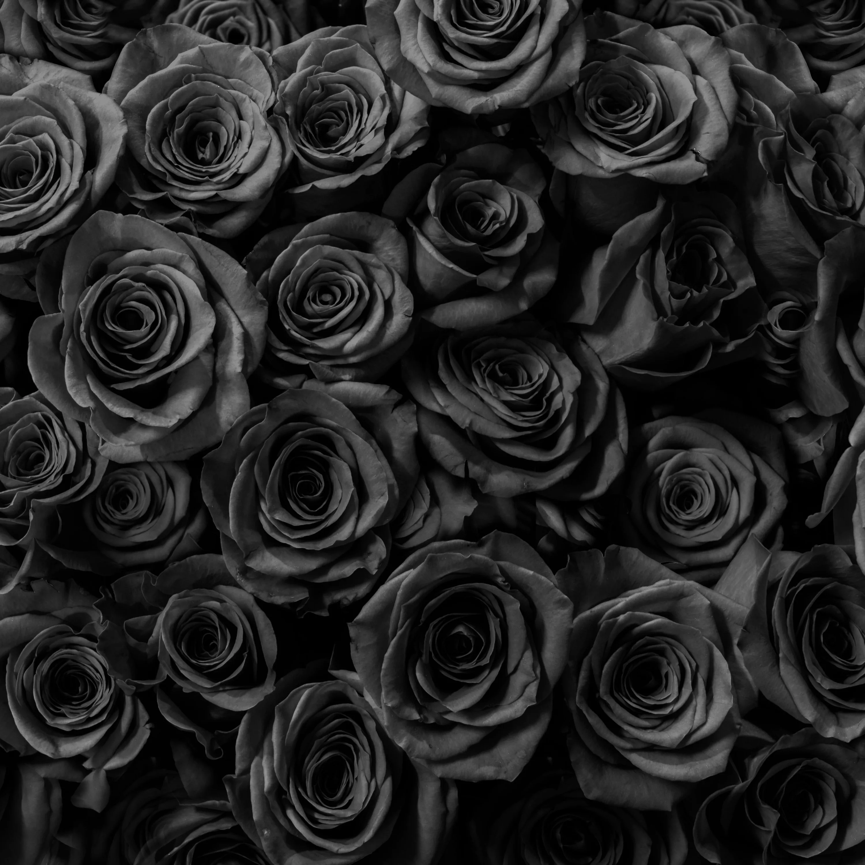 Roses Wallpapers 4k, HD Roses Backgrounds