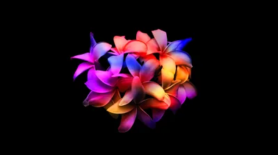 Neon Plumeria Flowers on Black HD Wallpaper