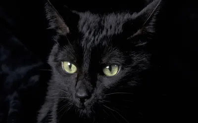 Green-Eyed Cat Staring Ahead HD Wallpaper
