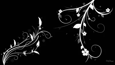 White Filigree Vines on Black HD Wallpaper