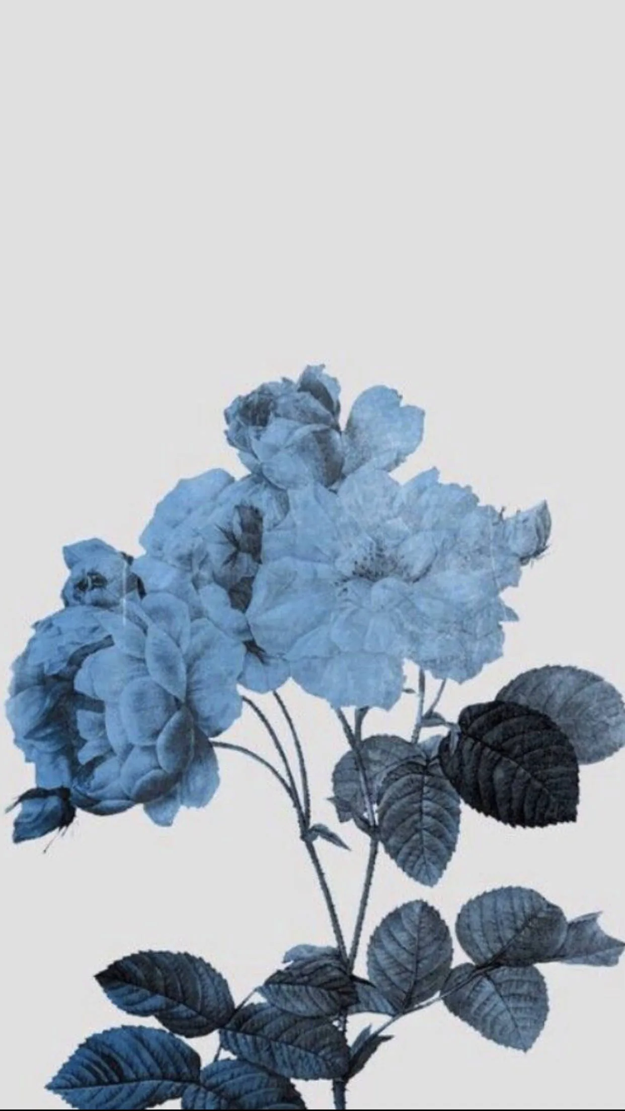 Faded Blue Flowers An Aesthetic Masterpiece Wallpaper