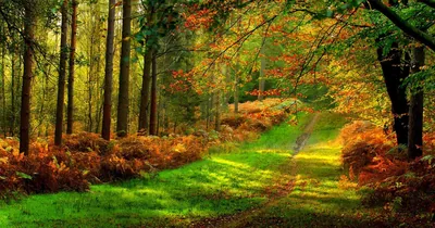 Orange Ferns Along a Forest Track HD Wallpaper