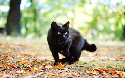 Black Cat Walking Through Autumn Leaves HD Wallpaper