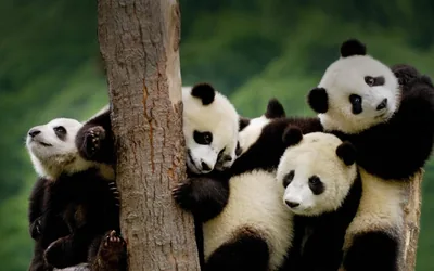 Best cute wallpaper of panda You Can It At No Cost