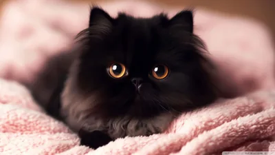 Cute Black Desktop Backgrounds