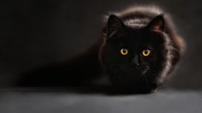 Crouching Fluffy Cat with Orange Eyes HD Wallpaper