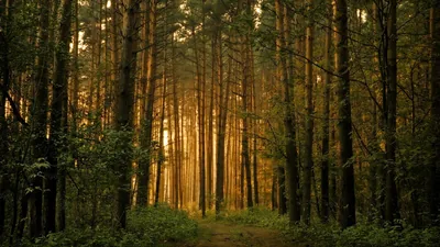 Evening Sun Between Pine Trunks HD Wallpaper