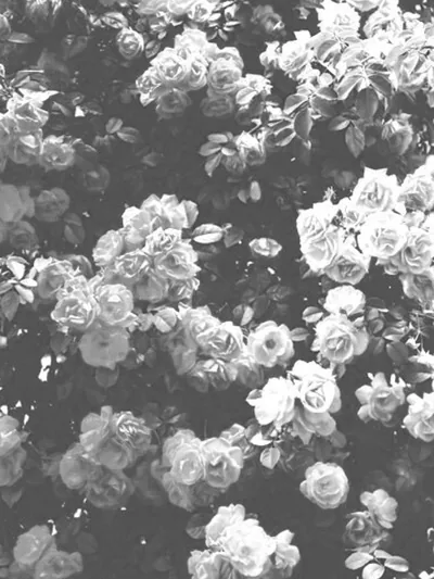 Black Aesthetic Flowers Wallpapers