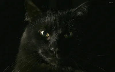 Cat Face Lit from One Side HD Wallpaper