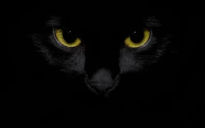 Wallpaper Black front view, yellow eyes, darkness background Picture, Image