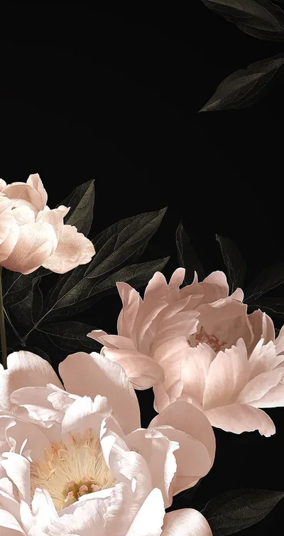 Blush Peonies for a Phone Screen HD Wallpaper