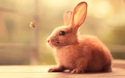 Bunnies Wallpapers 4k, HD Backgrounds