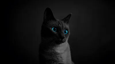 Glowing Blue Eyes on a Grey Cat HD Wallpaper