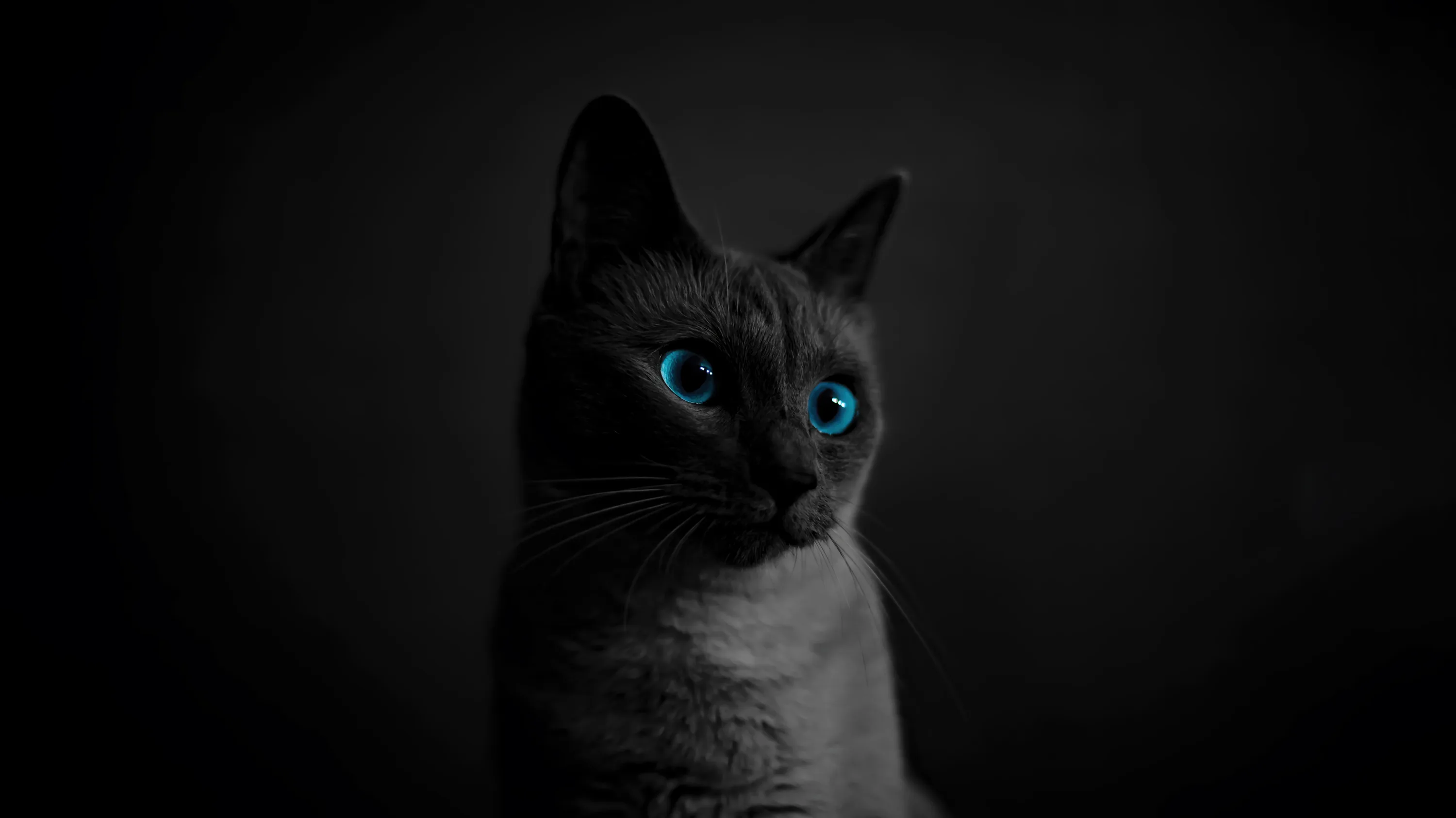 Black Blue Eyes Wallpaper 4K HD PC
