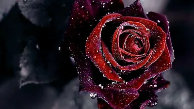 Black Rose Desktop Wallpapers Black Rose Desktop Backgrounds