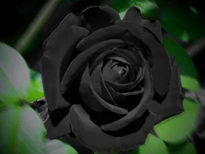 Top Black Rose Wallpaper Full HD, 4K Free to Use