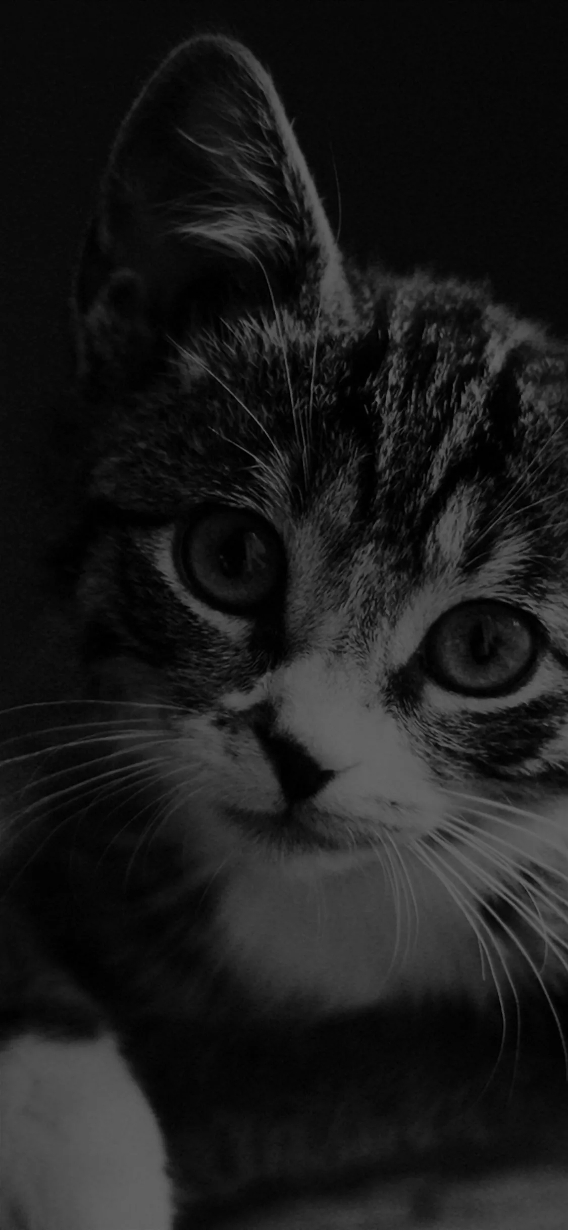 Cute Look Dark Bw Animal Love Nature iPhone Wallpapers