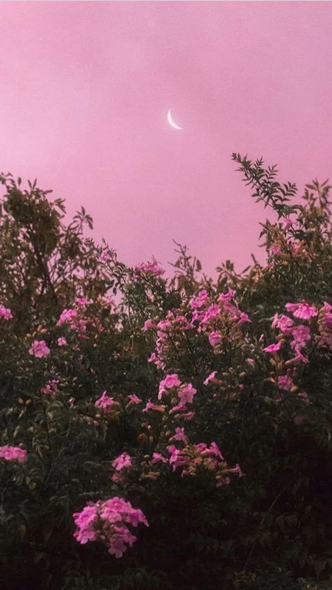 Pink Wallpaper and Background