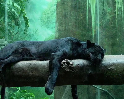 Black Panther Asleep on a Log HD Wallpaper