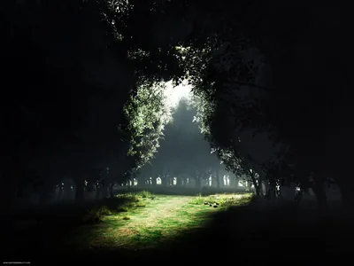 Bright Clearing in a Dark Forest HD Wallpaper