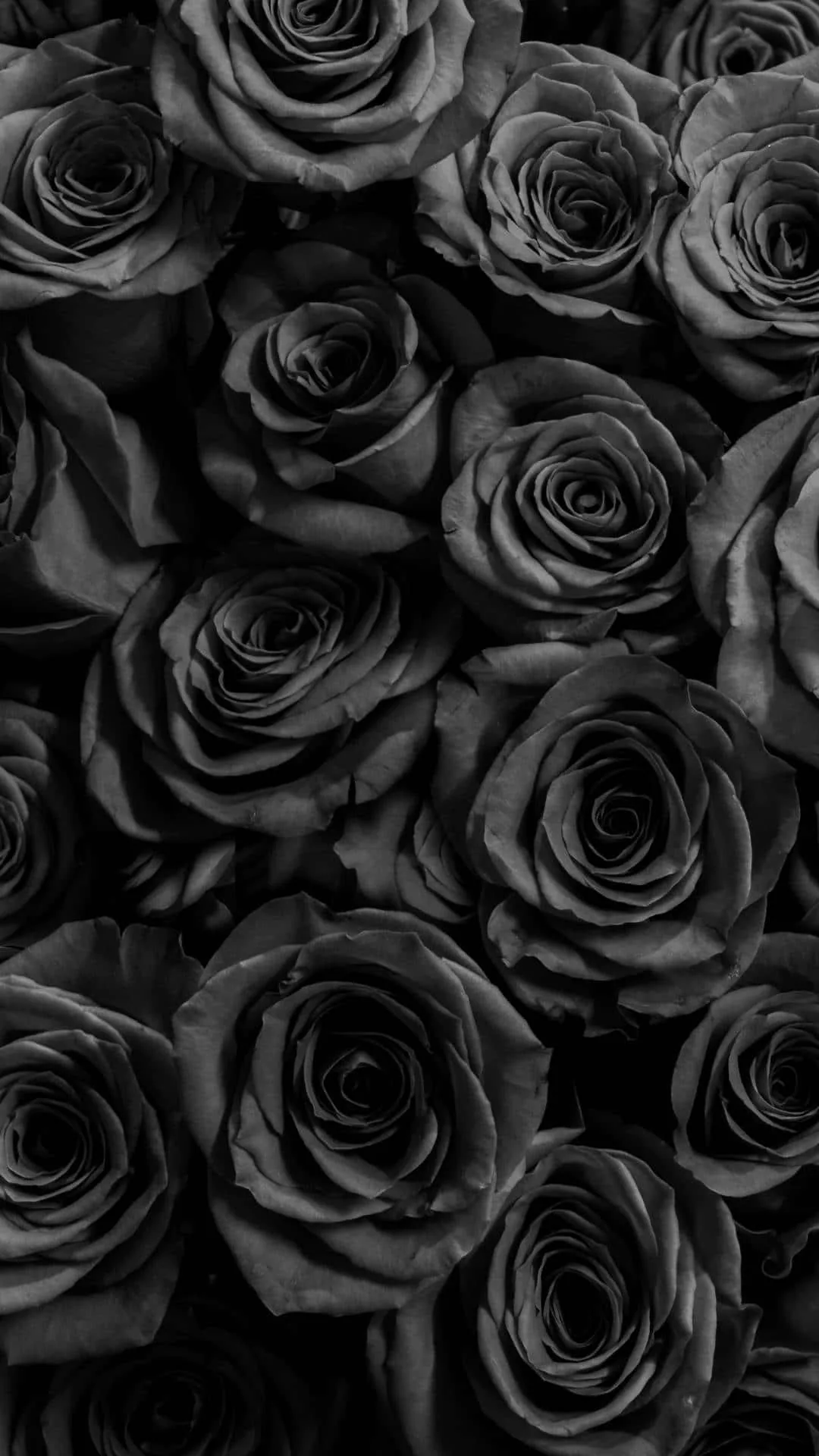 Black Roses Cute Dark Girly Wallpaper