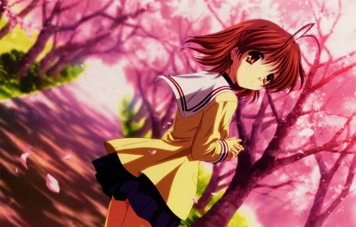 Nagisa Under Cherry Blossom Trees HD Wallpaper
